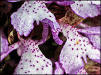 Orchis purpurea