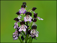 Orchis purpurea
