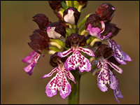 Orchis purpurea