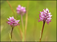 Orchis simia