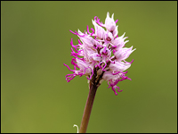 Orchis simia