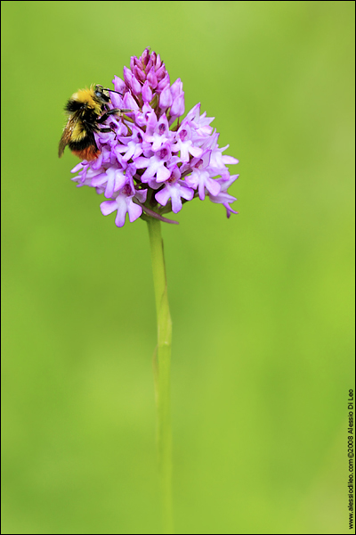 Anacamptis pyramidalis