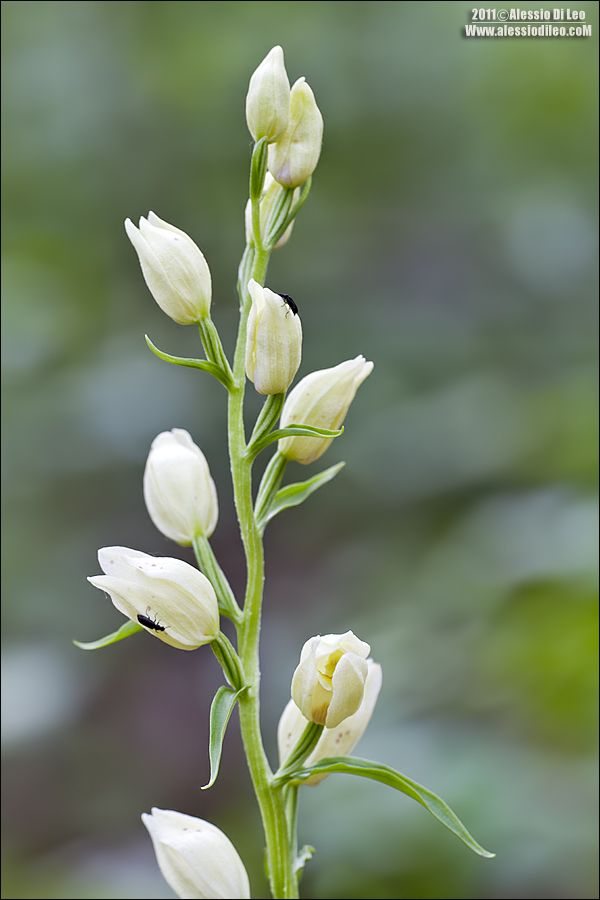 Cephalanthera longifolia