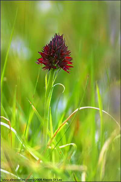 Nigritella rhellicani