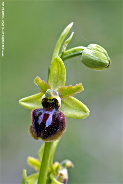 Ophrys sphegodes