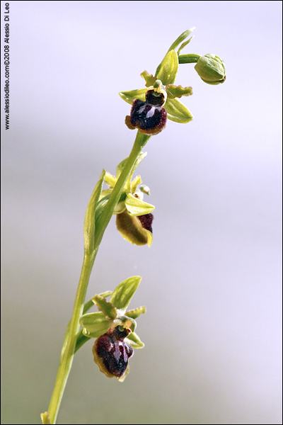 Ophrys sphegodes