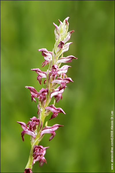 Orchis coriophora