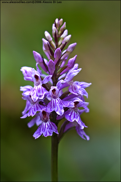 Orchis maculata