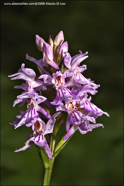Orchis maculata