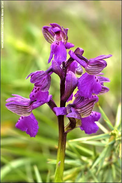 Orchis morio