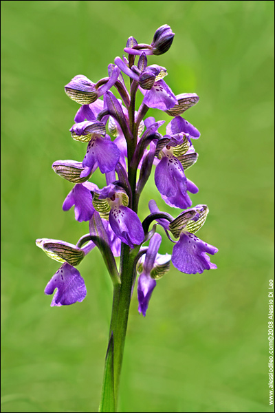 Orchis morio
