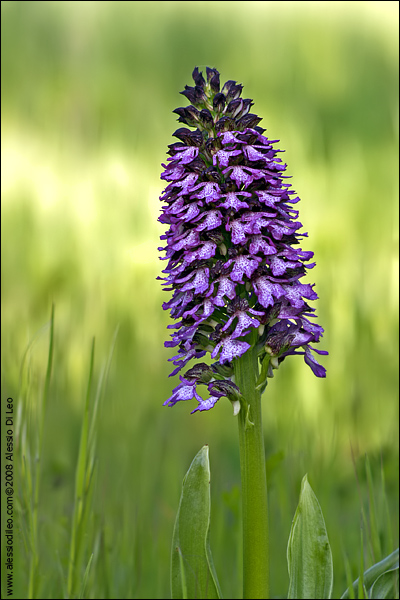 Orchis purpurea