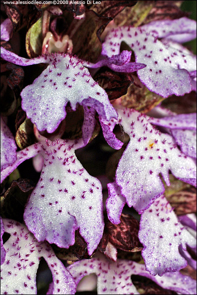 Orchis purpurea