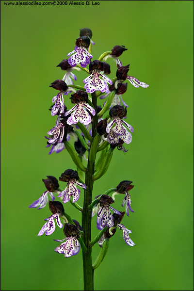 Orchis purpurea