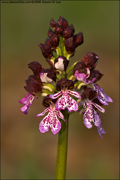 Orchis purpurea