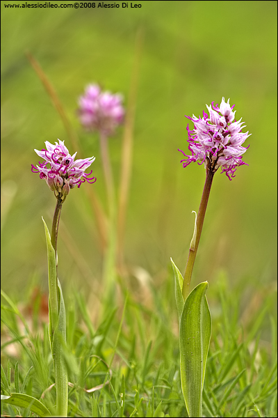 Orchis simia