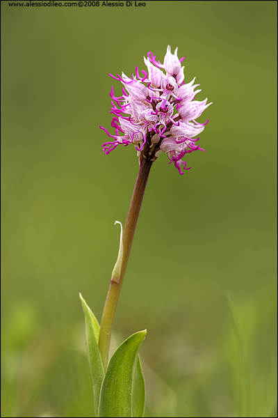 Orchis simia