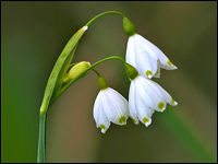 Campanellino estivo [Leucojum aestivum]