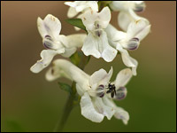 Colombina cava [Corydalis cava]