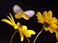 Topinambur [Helianthus tuberosus]