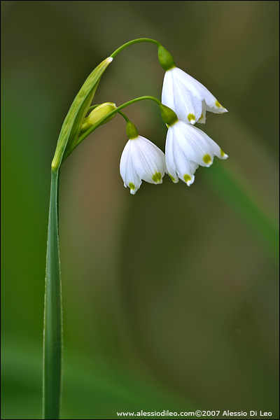 Campanellino estivo [Leucojum aestivum]