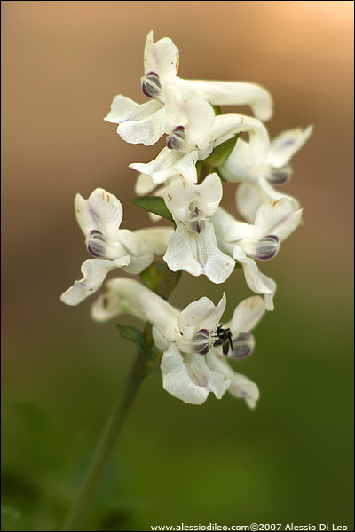 Colombina cava [Corydalis cava]