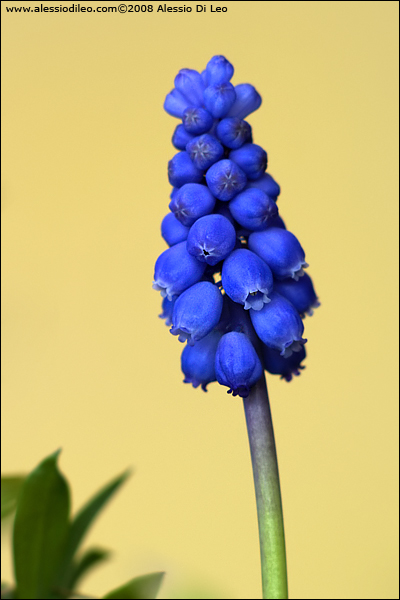 Muscari armeniacum