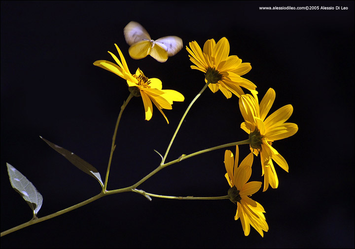 Topinambur [Helianthus tuberosus]