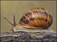 Cantareus aspersus