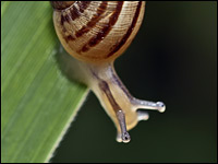 Chiocciola