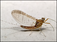 Chloeon dipterum
