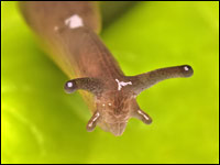 Deroceras sp.