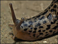 Limaccia [Limacus flavus]