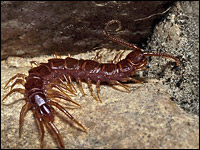 Lithobius fortificatus