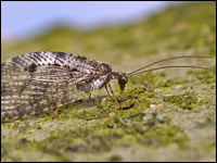 Neuroptero Hemerobiidae sp.