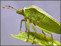 Nezara viridula