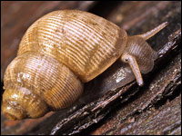 Pomatias elegans