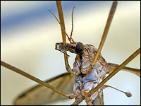 Tipula sp.