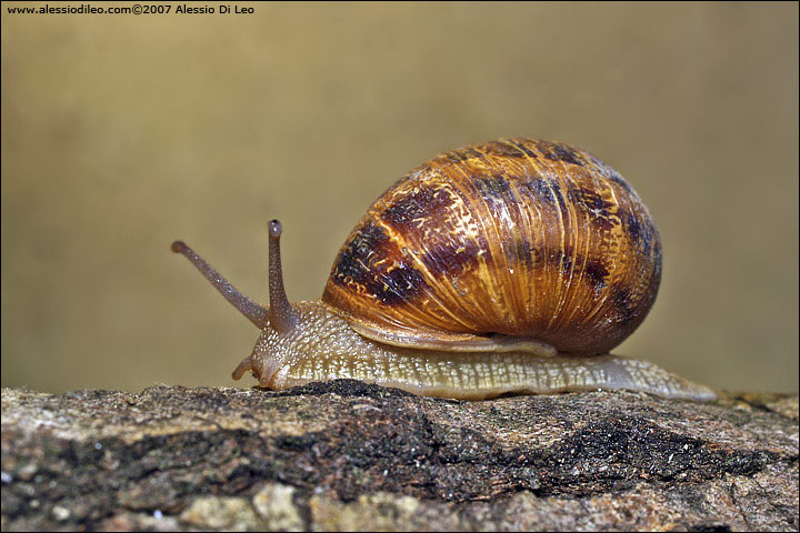 Cantareus aspersus
