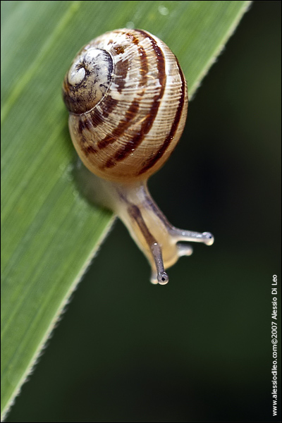 Chiocciola