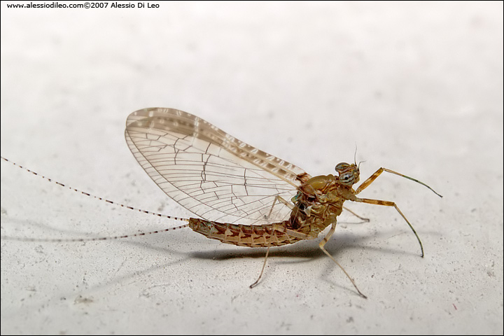 Chloeon dipterum