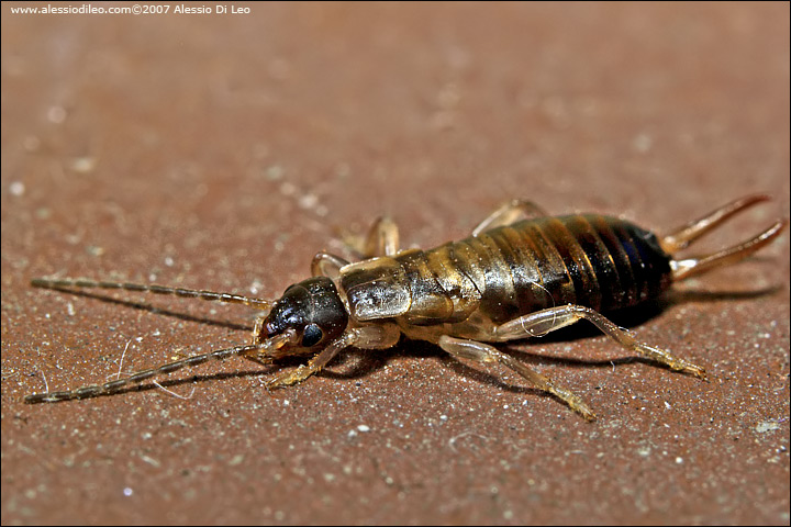 Forficula sp.