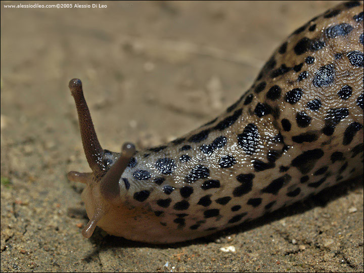 Limaccia [Limacus flavus]