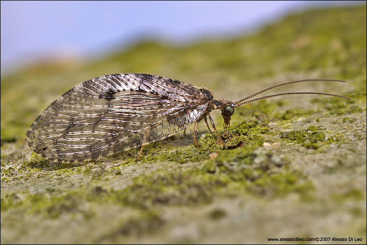 Neuroptero Hemerobiidae sp.