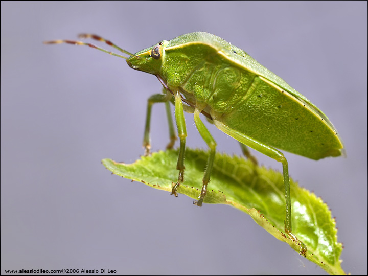 Nezara viridula