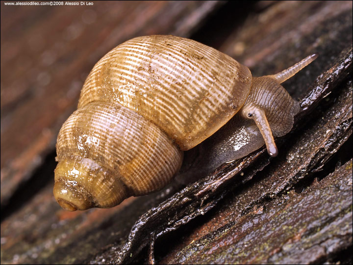 Pomatias elegans