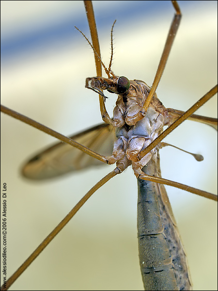 Tipula sp.