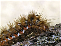 Acronicta rumicis