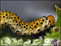 Larva di Arge rosae