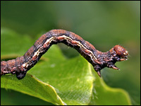 Erannis defoliaria